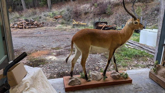 African Gazelle| Deer| Kafue Flats Lechwe Full Body Taxidermy Mount