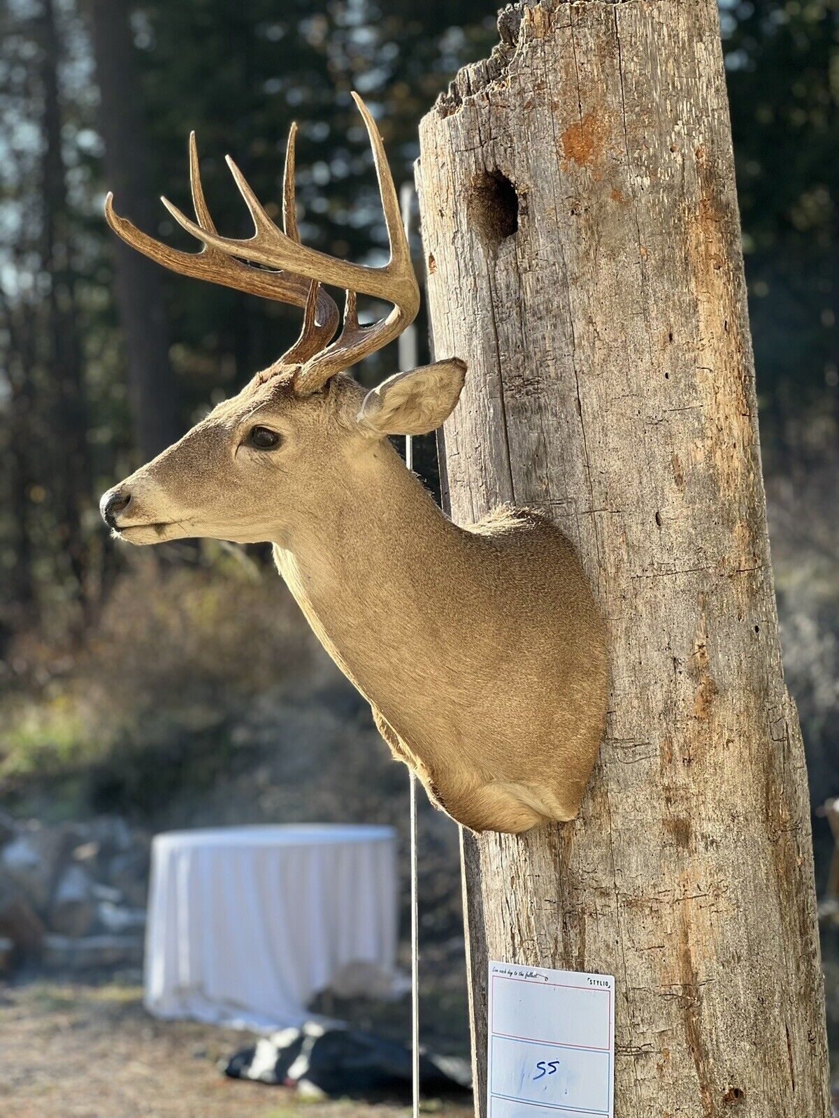 Shoulder Mount White Tail Deer Real Antler Taxidermy Wall Mount
