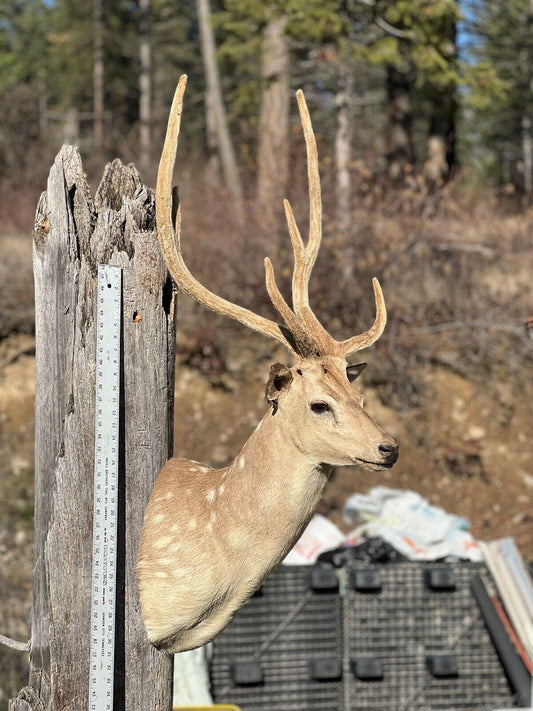 Axis Deer Real Velvet Antler Taxidermy Wall Shoulder Mount