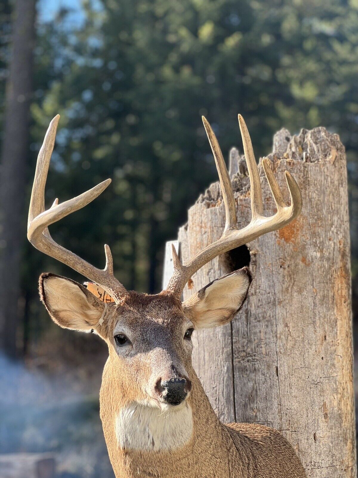 Shoulder Mount White Tail Deer Real Antler Taxidermy Wall Mount
