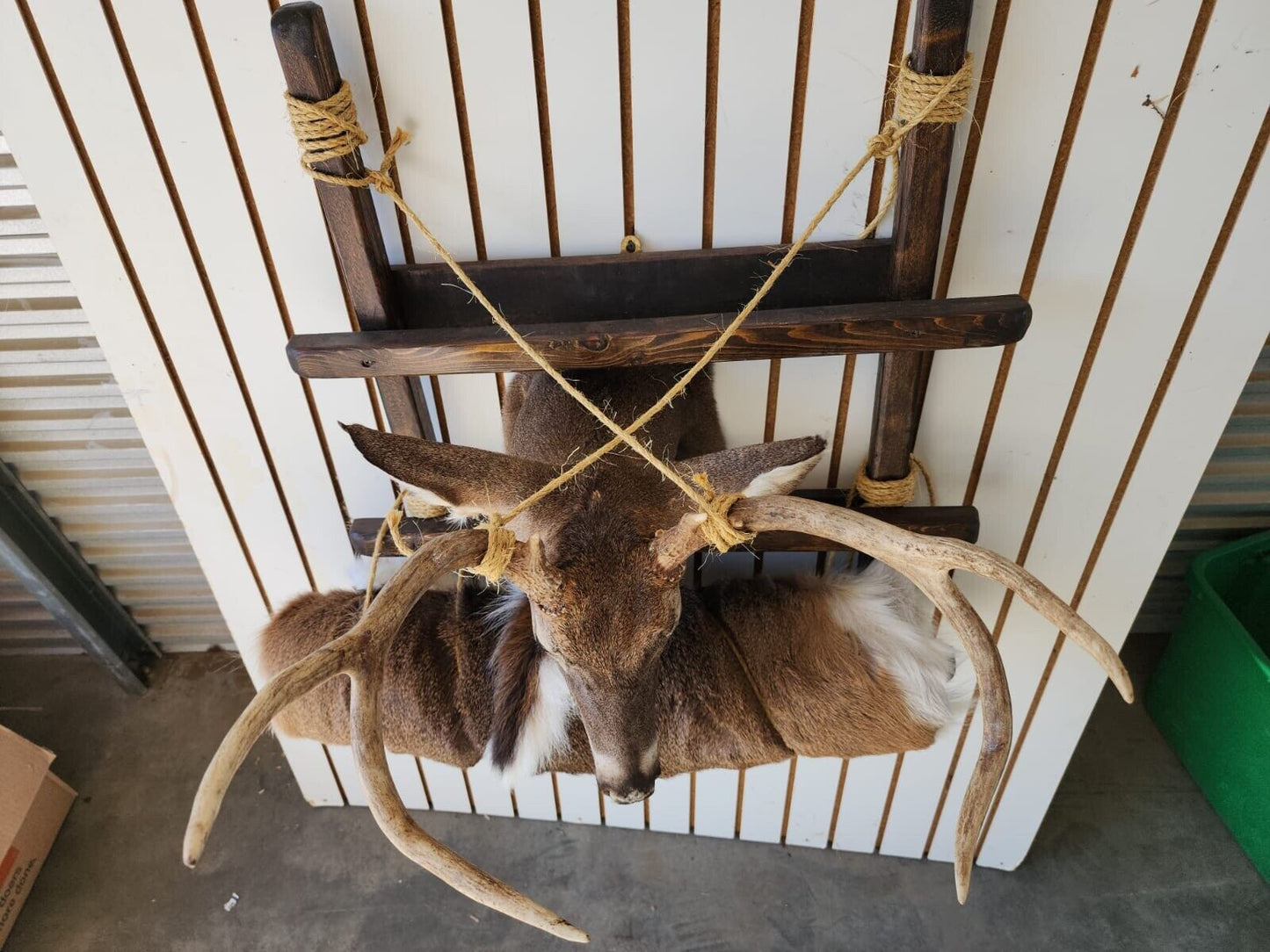 Whitetail Pack Out Back Pack Mount Taxidermy | Skin Pelt