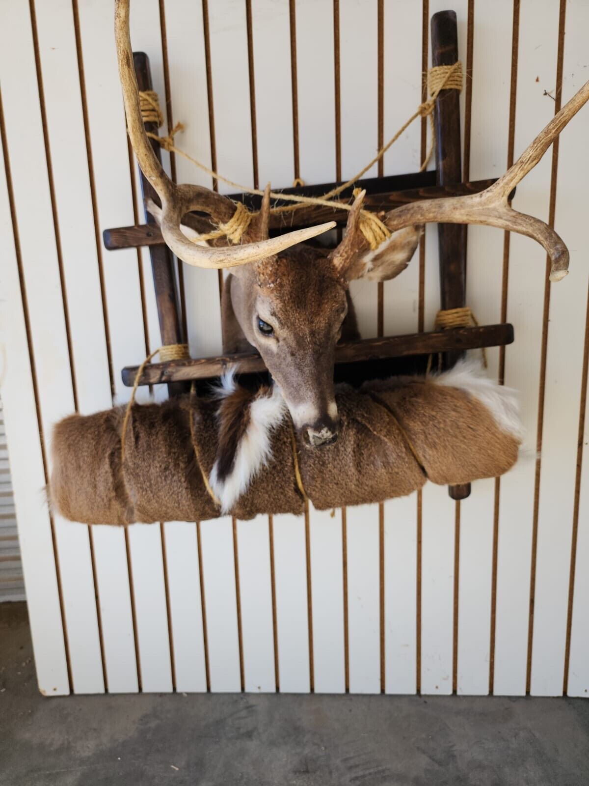 Whitetail Pack Out Back Pack Mount Taxidermy | Skin Pelt