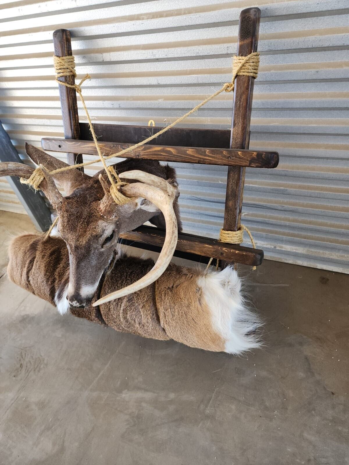Whitetail Pack Out Back Pack Mount Taxidermy | Skin Pelt
