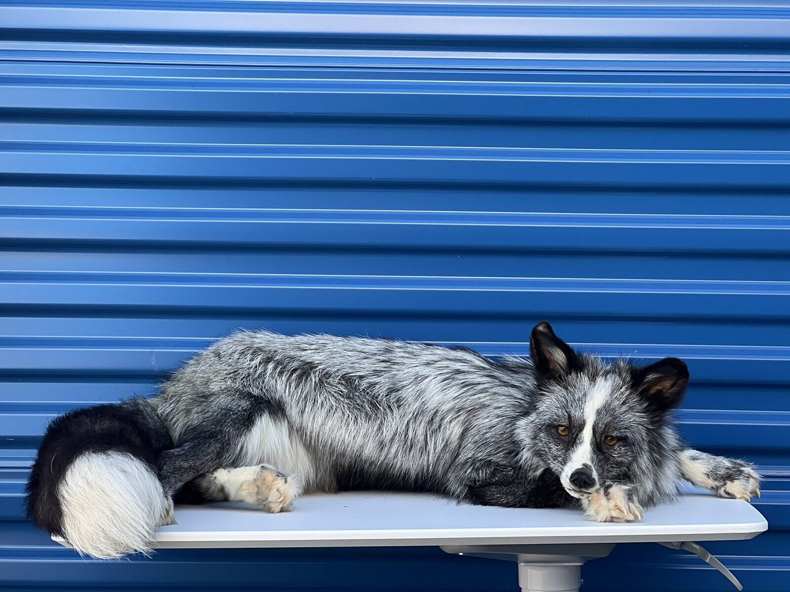Silver White Mark Fox Soft Mount Taxidermy- High Museum Quality