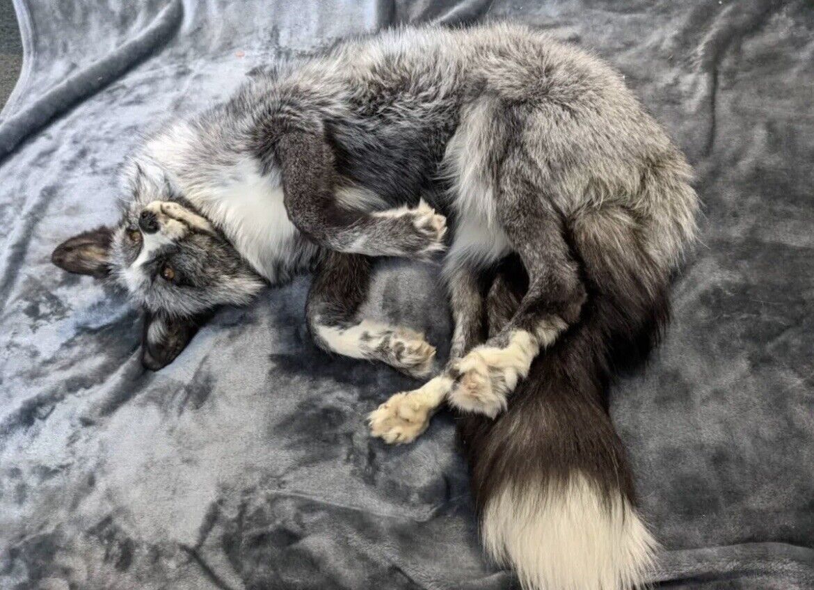 Silver White Mark Fox Soft Mount Taxidermy- High Museum Quality