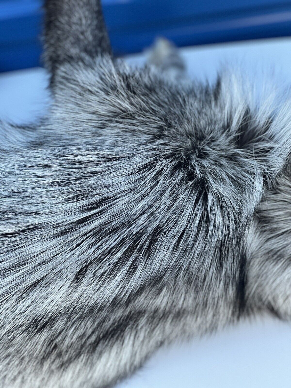 Silver White Mark Fox Soft Mount Taxidermy- High Museum Quality