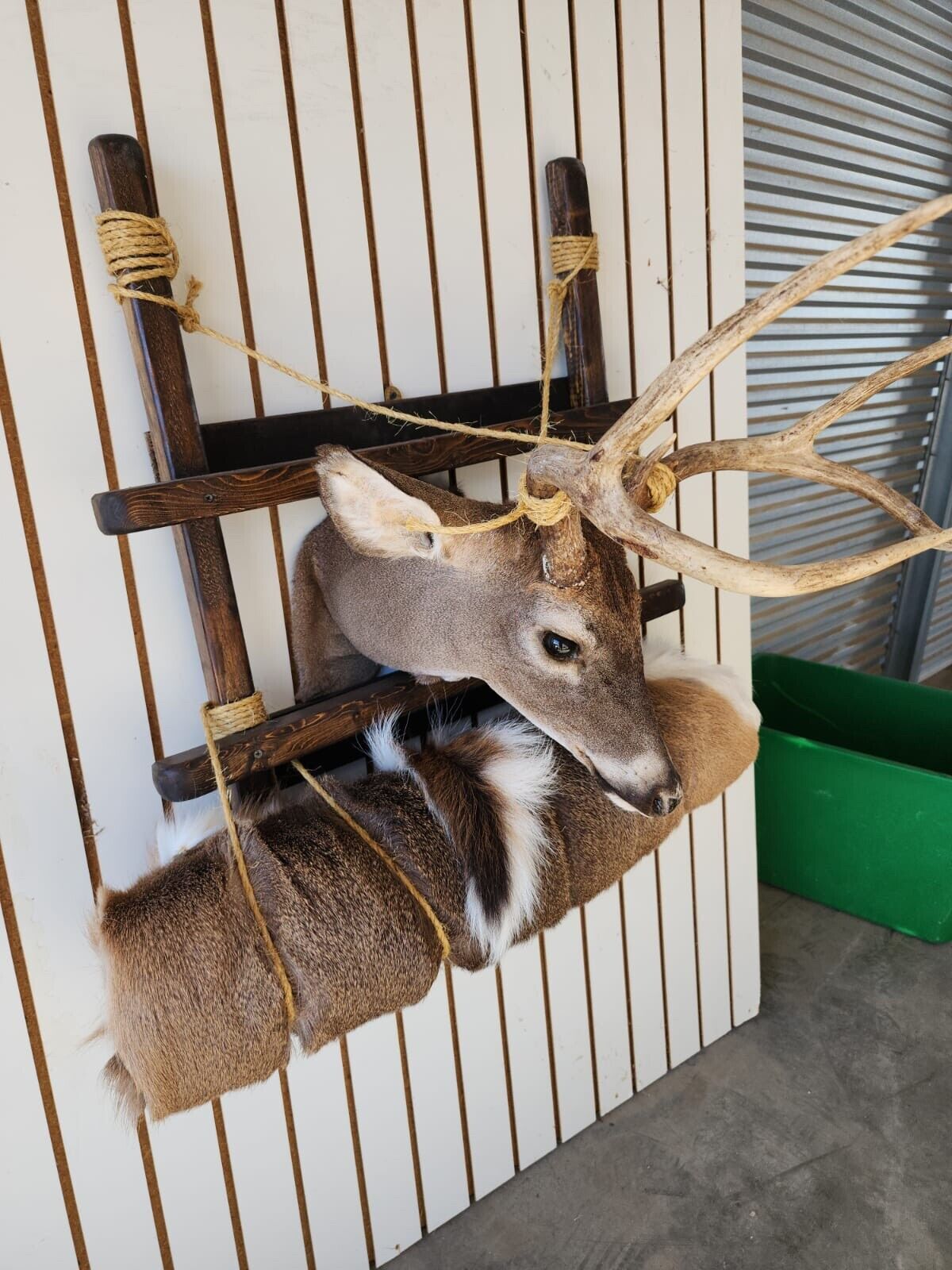 Whitetail Pack Out Back Pack Mount Taxidermy | Skin Pelt