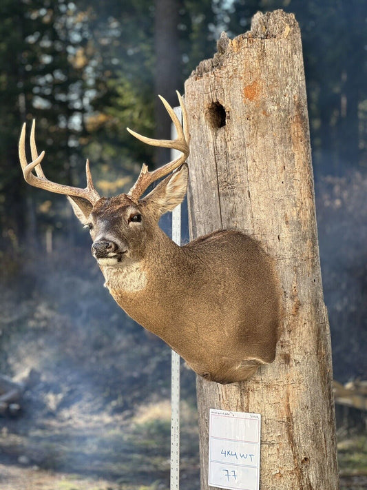Shoulder Mount  Mule  Deer Real  Antler  Taxidermy Wall Mount