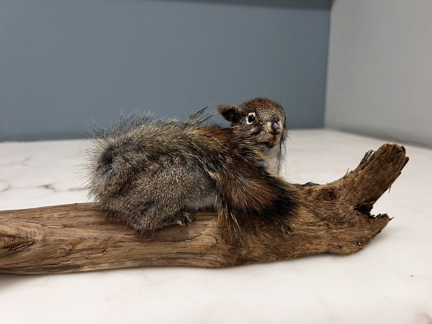 Red Squirrel Beautiful Adorable Taxidermy Mount Wooden Base