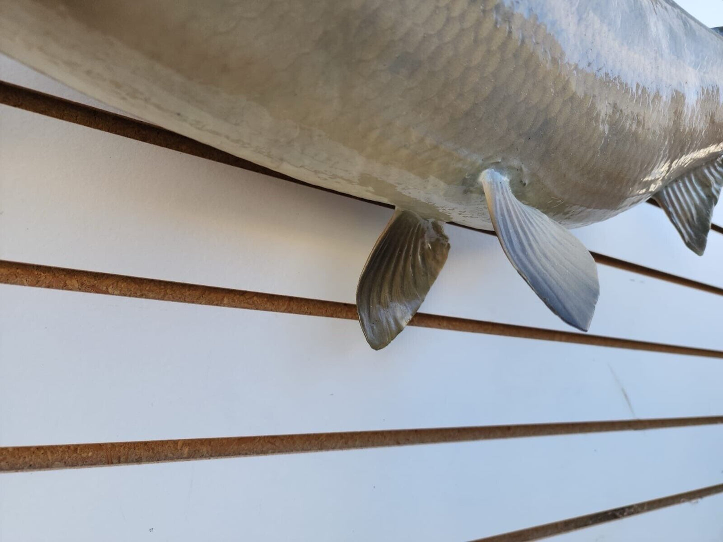 Big 31" Carp Real Skin Fish Taxidermy