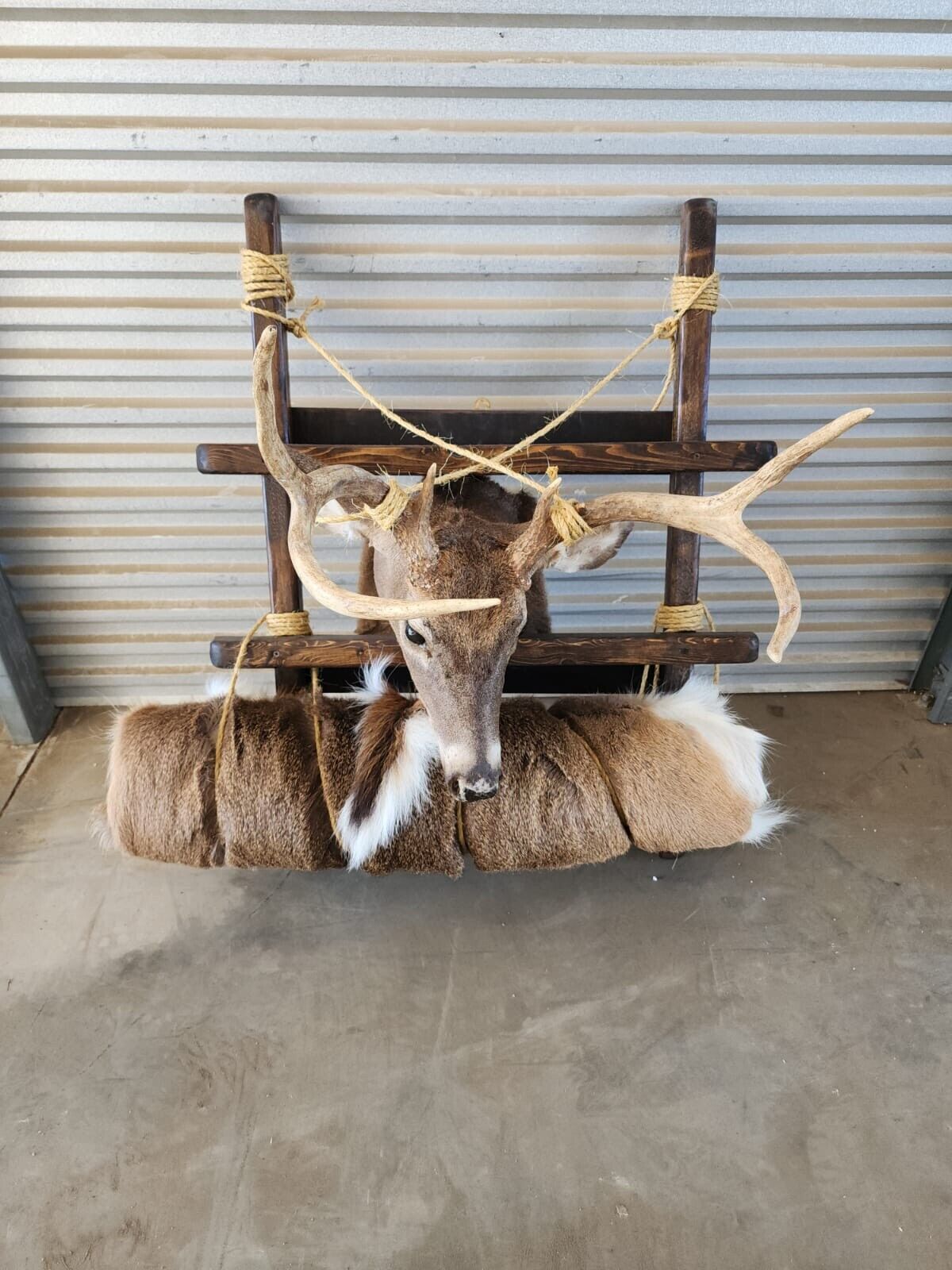 Whitetail Pack Out Back Pack Mount Taxidermy | Skin Pelt
