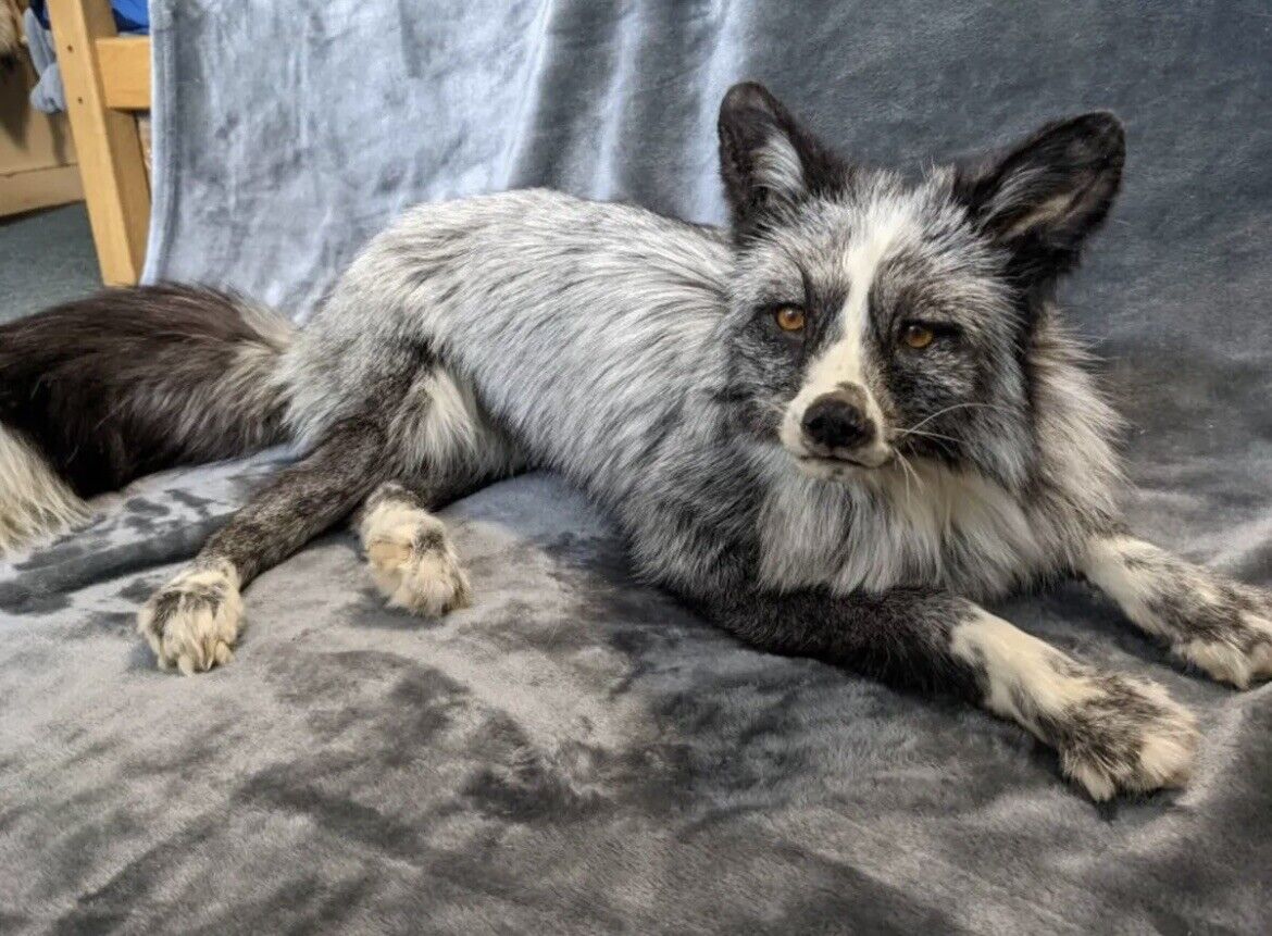 Silver White Mark Fox Soft Mount Taxidermy- High Museum Quality