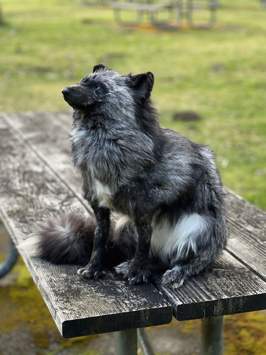 Gray  Fox Life Size Taxidermy Mount