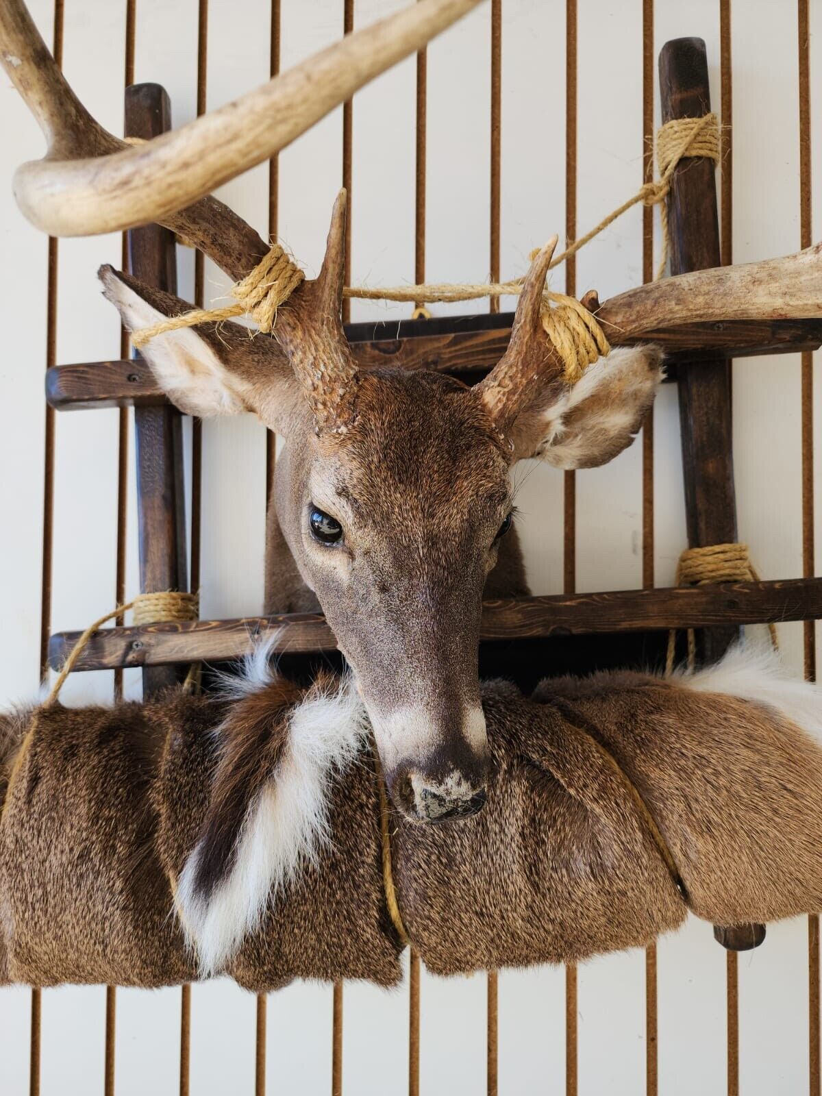 Whitetail Pack Out Back Pack Mount Taxidermy | Skin Pelt