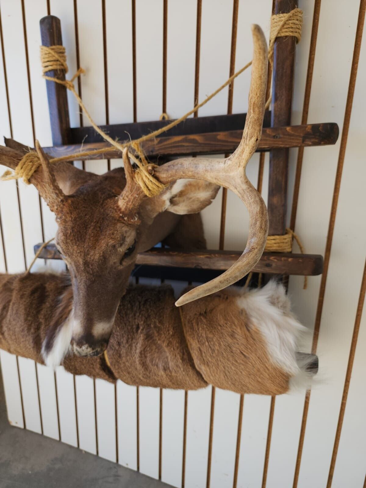 Whitetail Pack Out Back Pack Mount Taxidermy | Skin Pelt